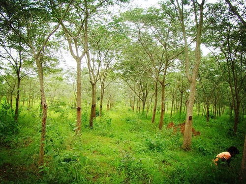 印度社區(qū)林業(yè)實(shí)踐對(duì)我國集體林權(quán)制度改革的啟示